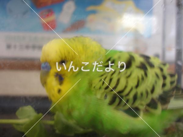 保護鳥の写真