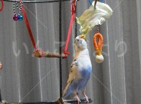 迷い鳥の写真