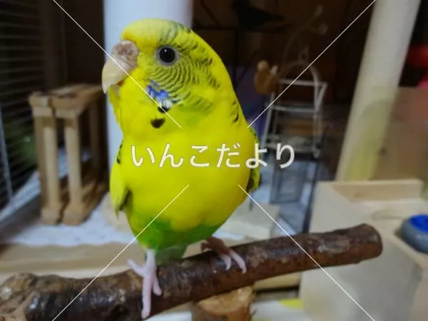 保護鳥の写真