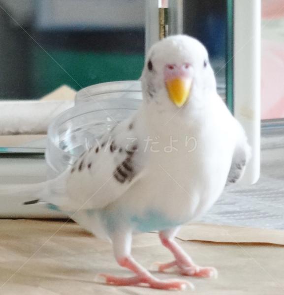 迷い鳥の写真
