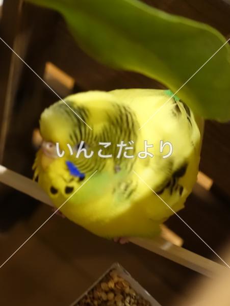 保護鳥の写真