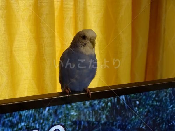保護鳥の写真