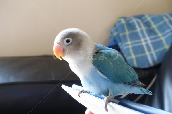 迷い鳥の写真