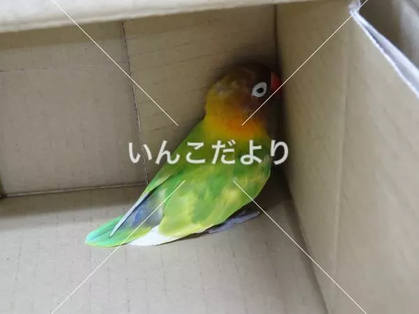 保護鳥の写真