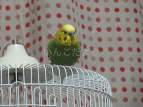 迷い鳥の写真
