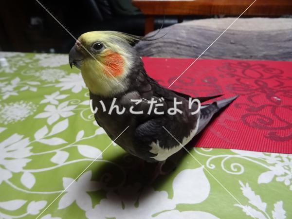 迷い鳥の写真