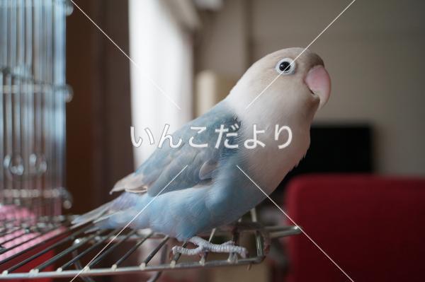 迷い鳥の写真