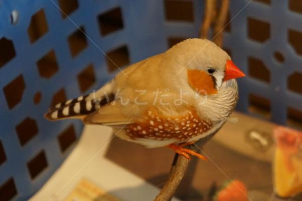 保護鳥の写真