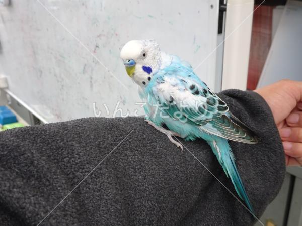 保護鳥の写真