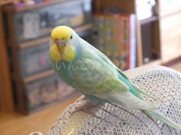 迷い鳥の写真