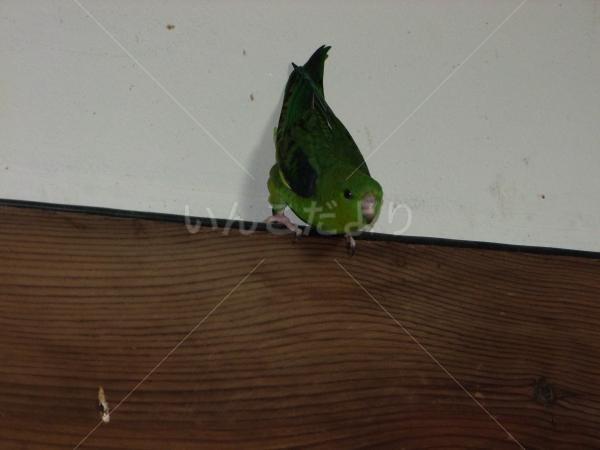 迷い鳥の写真