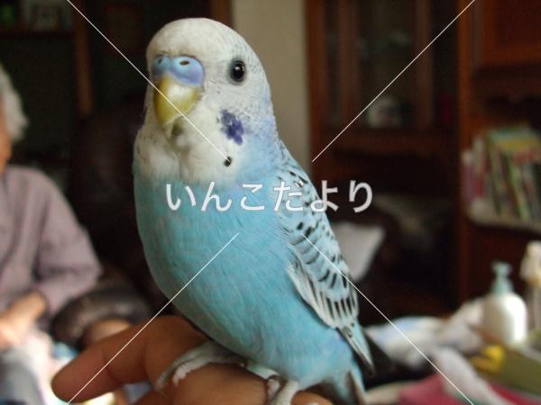 迷い鳥の写真