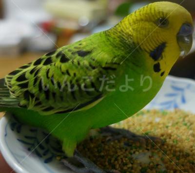 保護鳥の写真