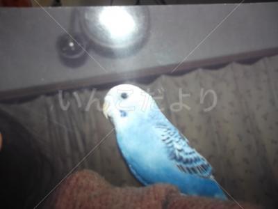 迷い鳥の写真