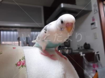 迷い鳥の写真