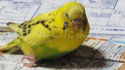 迷い鳥の写真