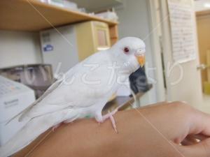 迷い鳥の写真