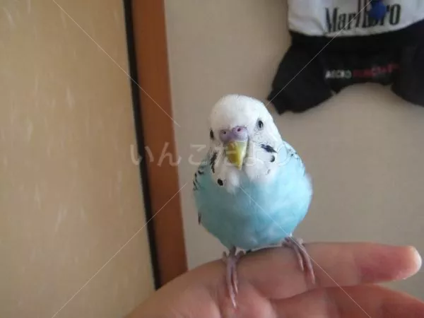 保護鳥の写真
