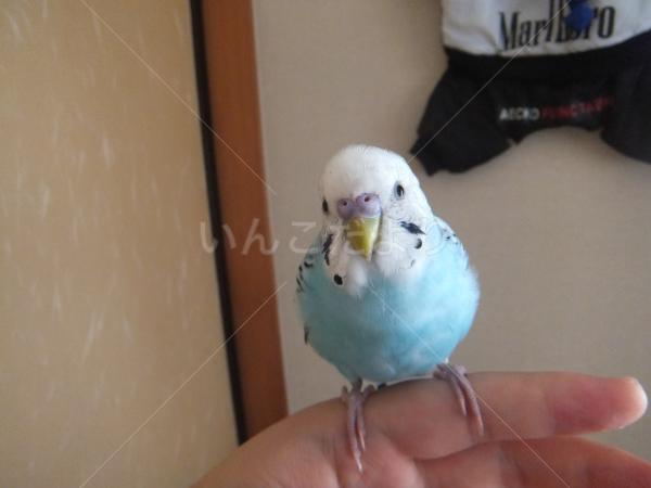 保護鳥の写真