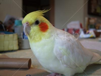 迷い鳥の写真