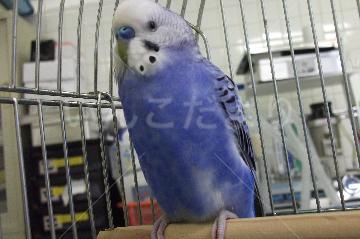 保護鳥の写真