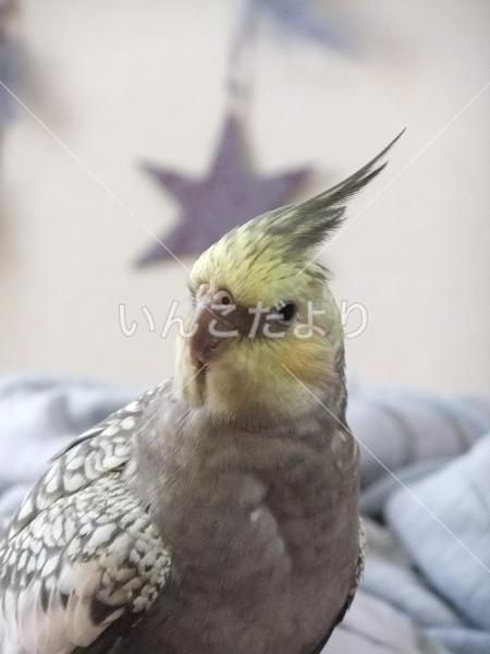迷い鳥の写真