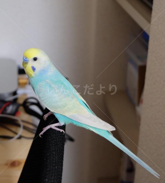 迷い鳥の写真