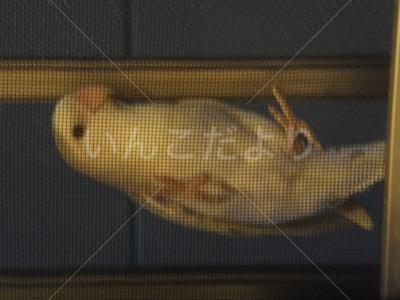 保護鳥の写真
