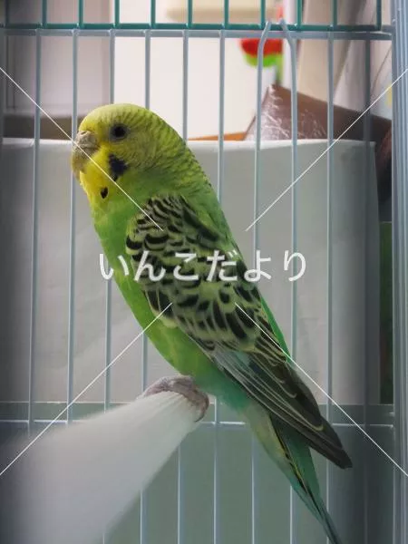 保護鳥の写真