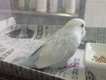 保護鳥の写真