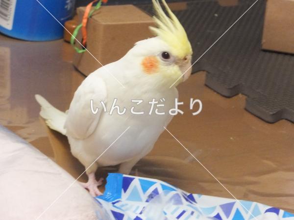迷い鳥の写真
