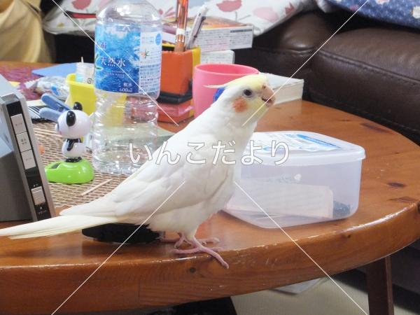 迷い鳥の写真