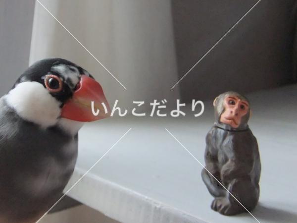 迷い鳥の写真
