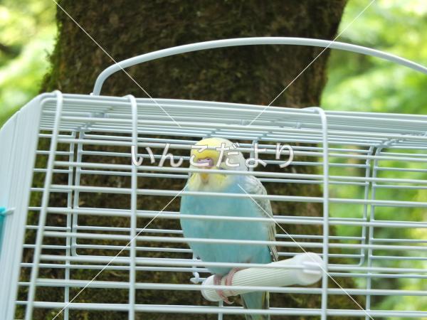 迷い鳥の写真