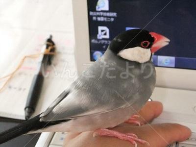迷い鳥の写真