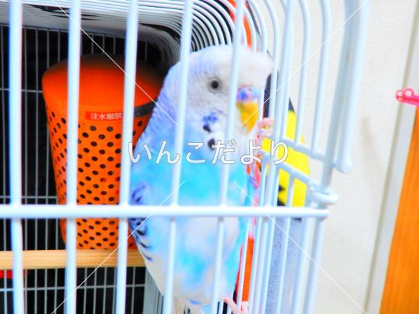 迷い鳥の写真