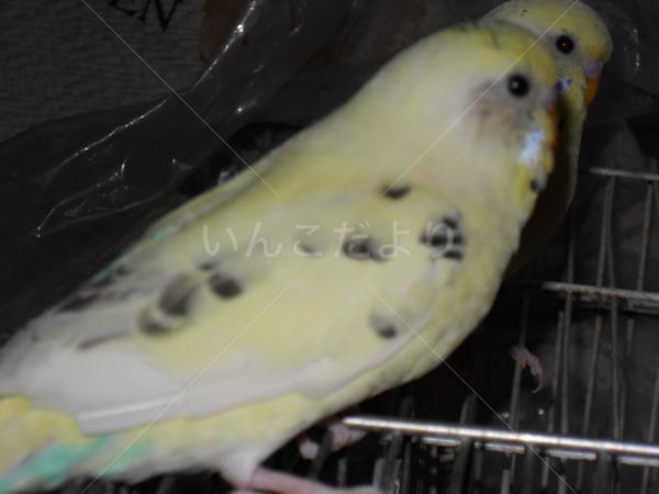 迷い鳥の写真