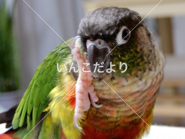 迷い鳥の写真
