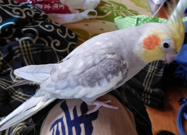 迷い鳥の写真