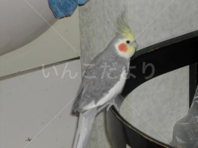 迷い鳥の写真