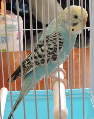 保護鳥の写真