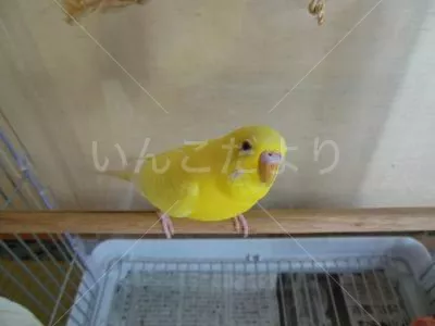 保護鳥の写真