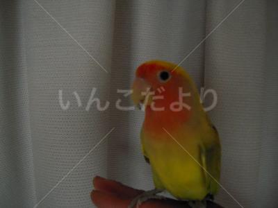 迷い鳥の写真