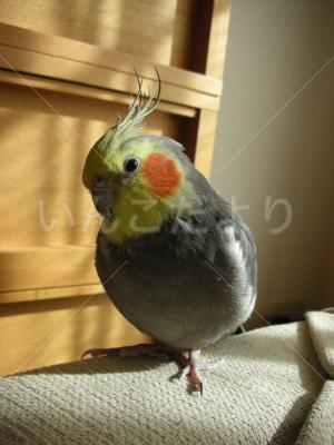 迷い鳥の写真
