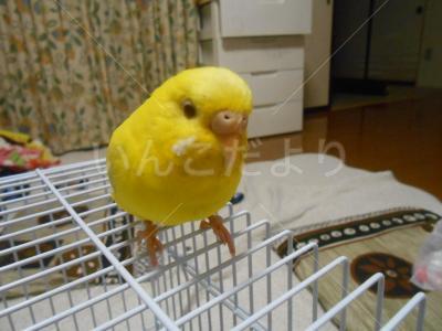 迷い鳥の写真