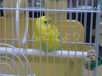 迷い鳥の写真