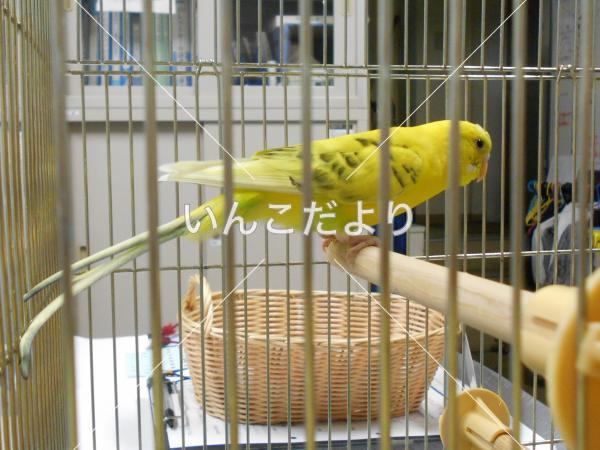 保護鳥の写真