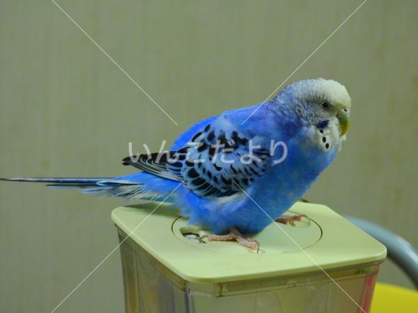 迷い鳥の写真