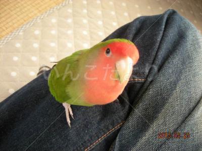 迷い鳥の写真