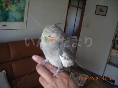 保護鳥の写真